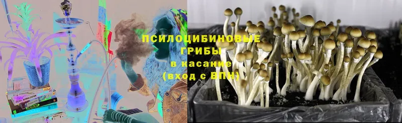 где можно купить   Нерчинск  Псилоцибиновые грибы Magic Shrooms 